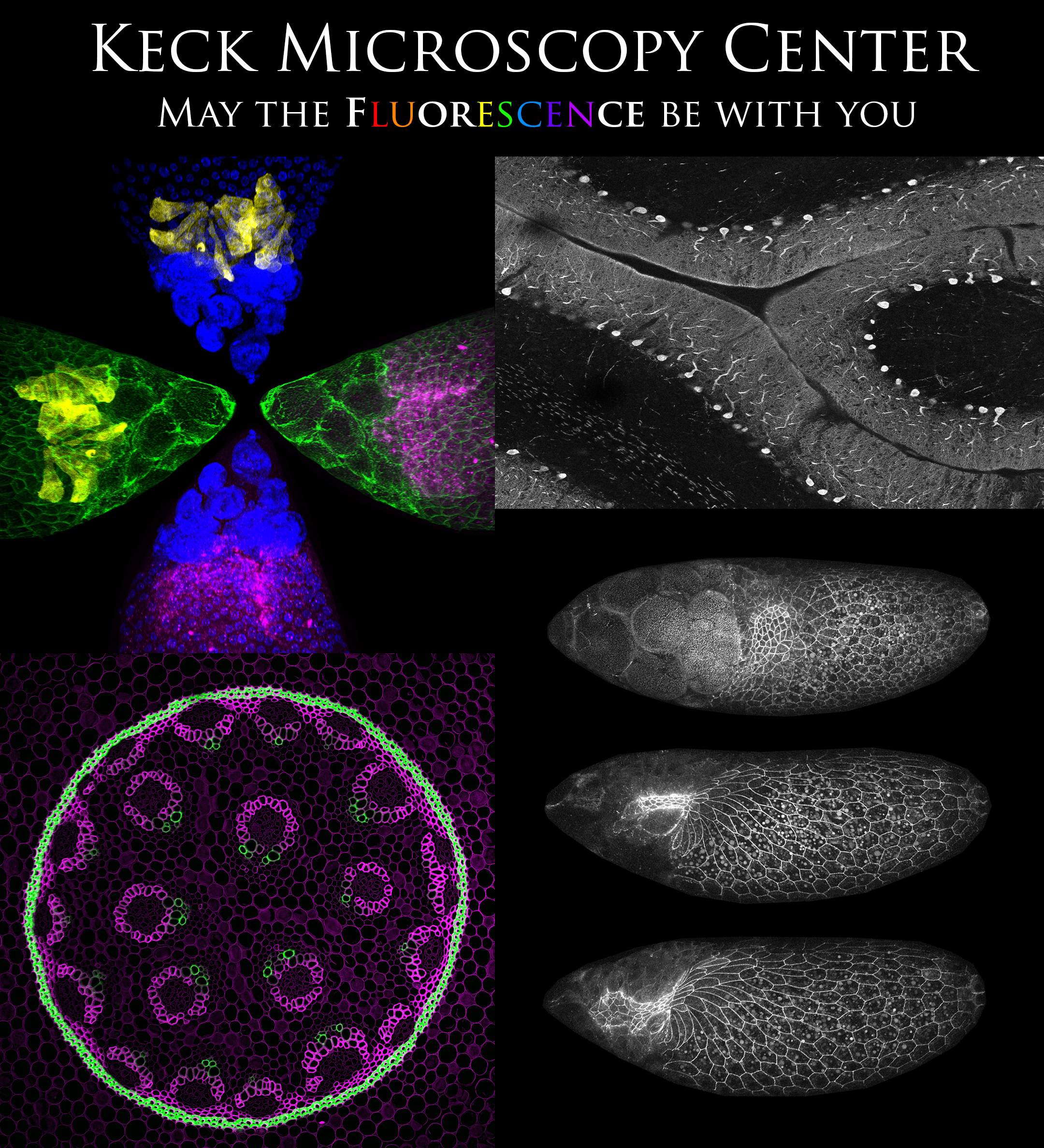 Logo for Keck Microscopy Center